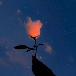 Meet your Posher, P.isabella